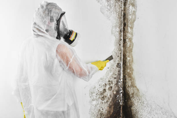 Best Commercial Mold Remediation in USA